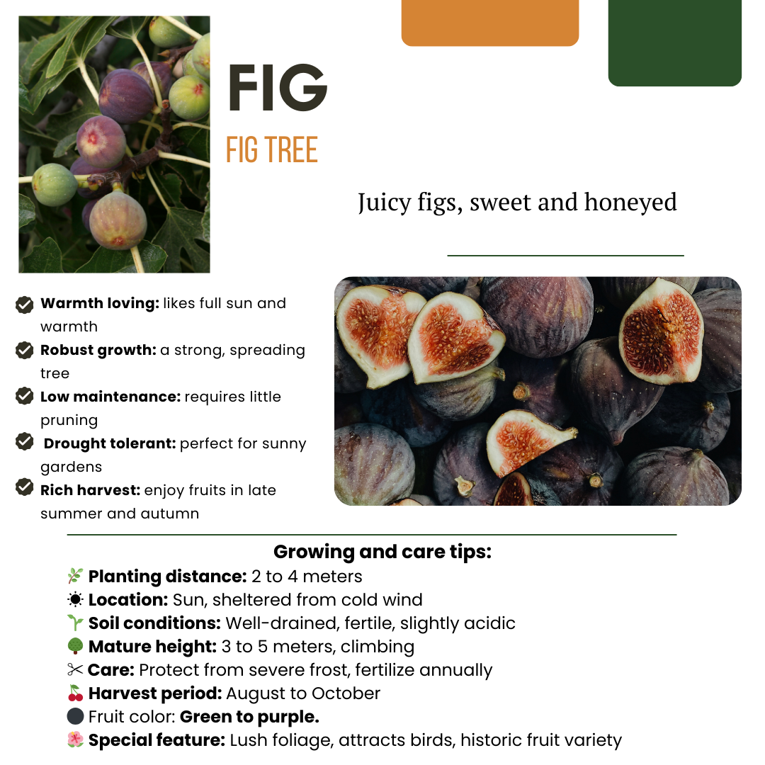 Vijgenboom (Ficus carica) biologisch – 3 planten, Ø13 cm, 20 cm hoog