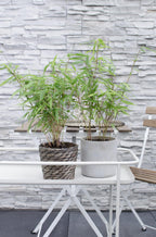Fargesia rufa (bamboo) – 8 plants, Ø14 cm, 40 cm high