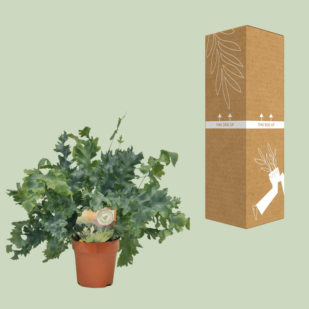 Phlebodium Davana (blåbregne) – Ø12 cm, 35 cm høj – art. 9921