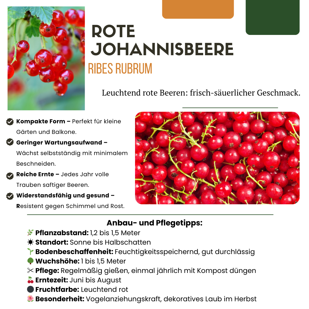 Redcurrant (Ribes uva-crispa) organic – 3 plants, Ø13 cm, 20 cm high – photo 6