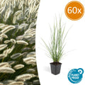 Pennisetum alopecuroides 'Hameln' (fountain grass) – 60 plants, Ø9 cm, 10–25 cm high