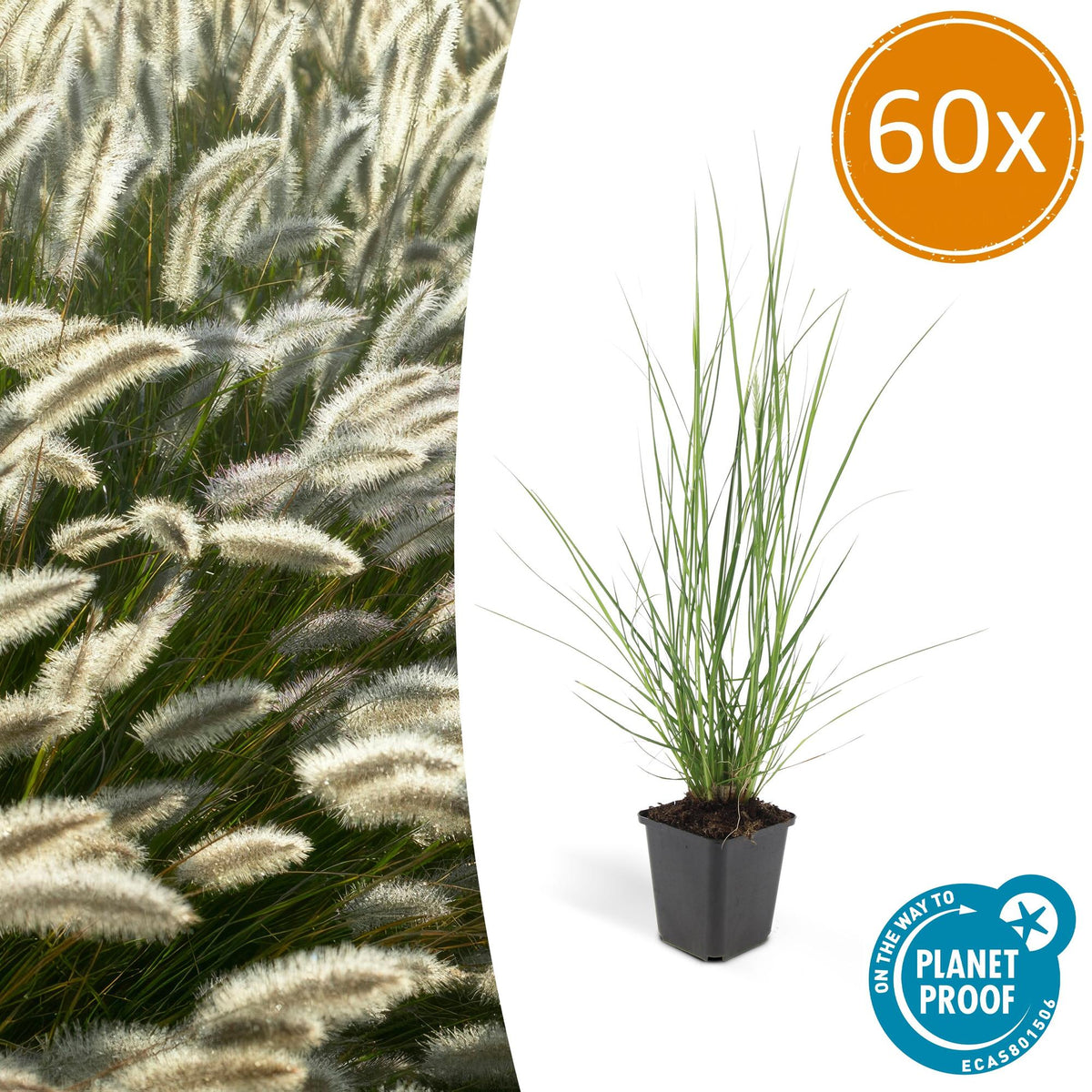 Pennisetum alopecuroides 'Hameln' (fountain grass) – 60 plants, Ø9 cm, 10–25 cm high