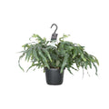 Phlebodium aureum Blue Star (blauwvaren) – Ø17 cm, 50 cm hoog – art. 2949