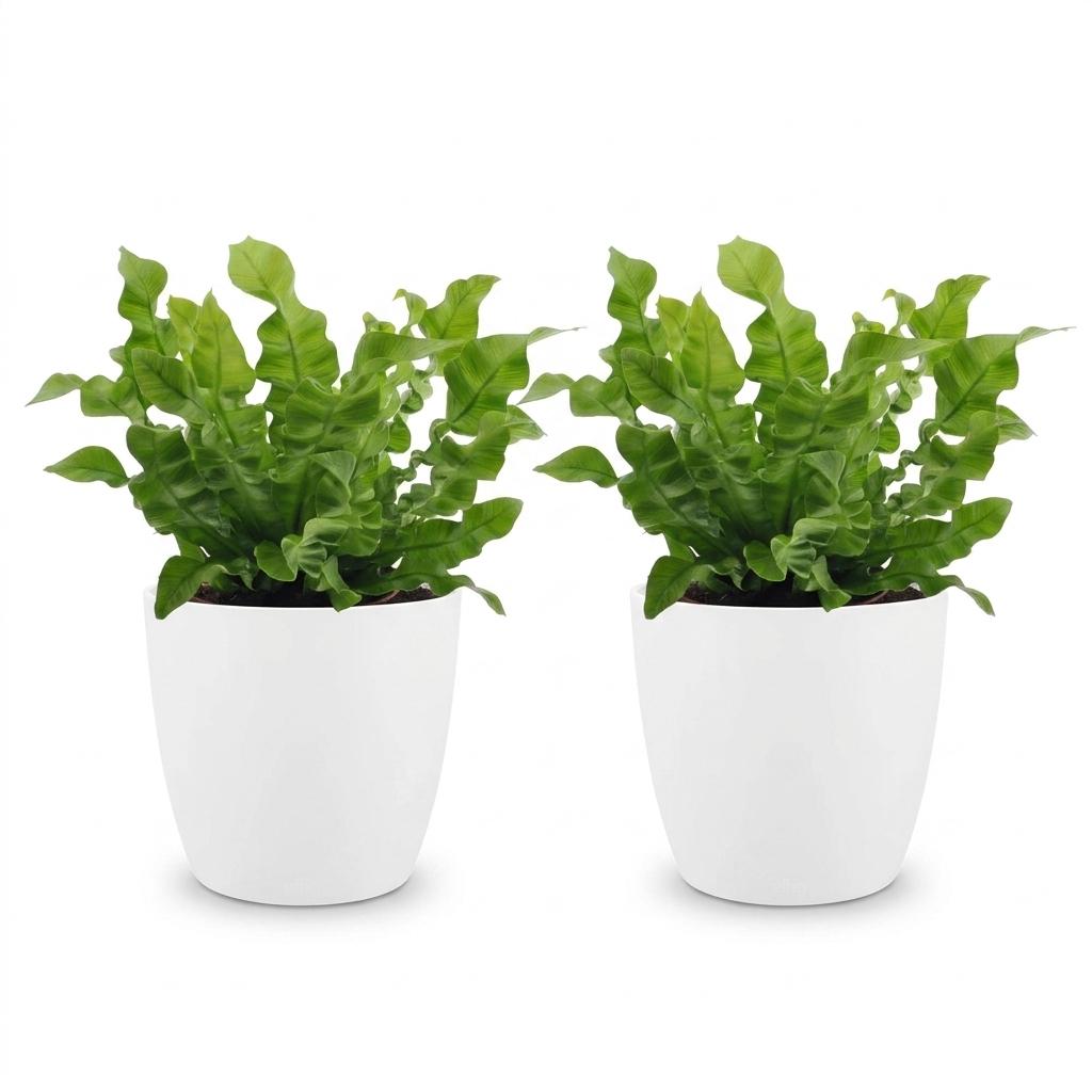 2× Asplenium Crispy Wave (fugleredbreg) i Potter-pyntepotte hvid – Ø12 cm, 30 cm høj