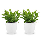 2× Asplenium Crispy Wave (fugleredbreg) i Potter-pyntepotte hvid – Ø12 cm, 30 cm høj