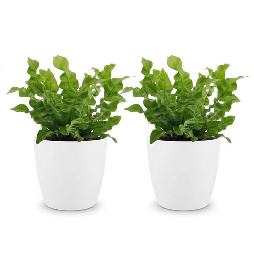 2× Asplenium Crispy Wave (bird's nest fern) in white Potter decorative pot – Ø12 cm, 30 cm high