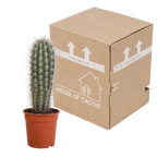 Pachycereus pringlei (Cactaceae) uden urtepotte – Ø17 cm, 17 cm høj