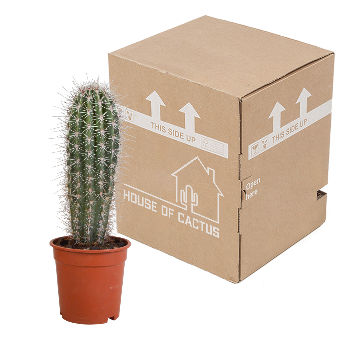Pachycereus pringlei (Cactaceae) uden urtepotte – Ø17 cm, 17 cm høj