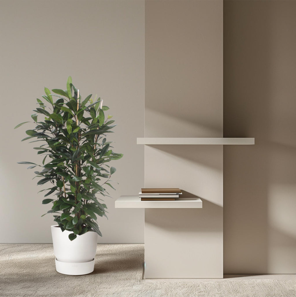 Ficus Cyathistipula struik – Ø34 cm, 180 cm hoog