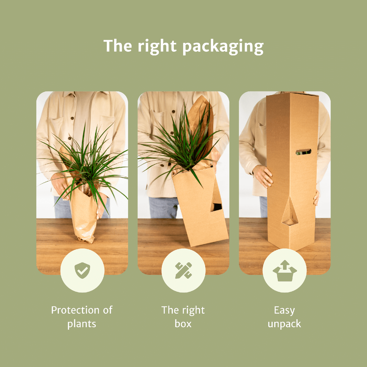 Überraschungsbox Zimmerpflanzen – Ø12 cm, 25 cm hoch – Art. 3861