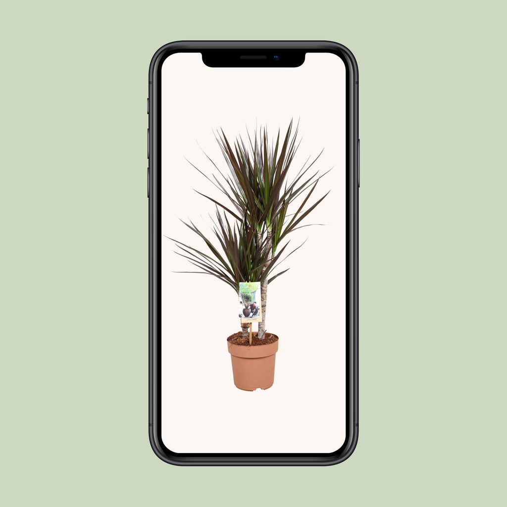 Dracaena Magenta (drakenboom) – Ø17 cm, 80 cm hoog