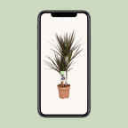 Dracaena Magenta (drakenboom) – Ø17 cm, 80 cm hoog