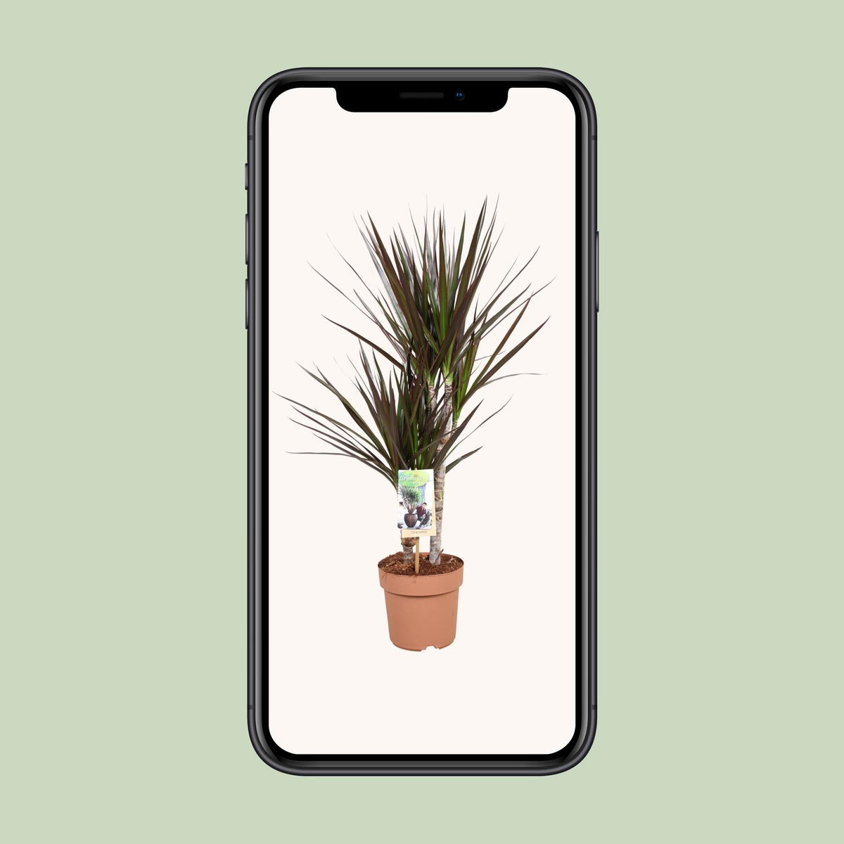 Dracaena Magenta (drakenboom) – Ø17 cm, 80 cm hoog
