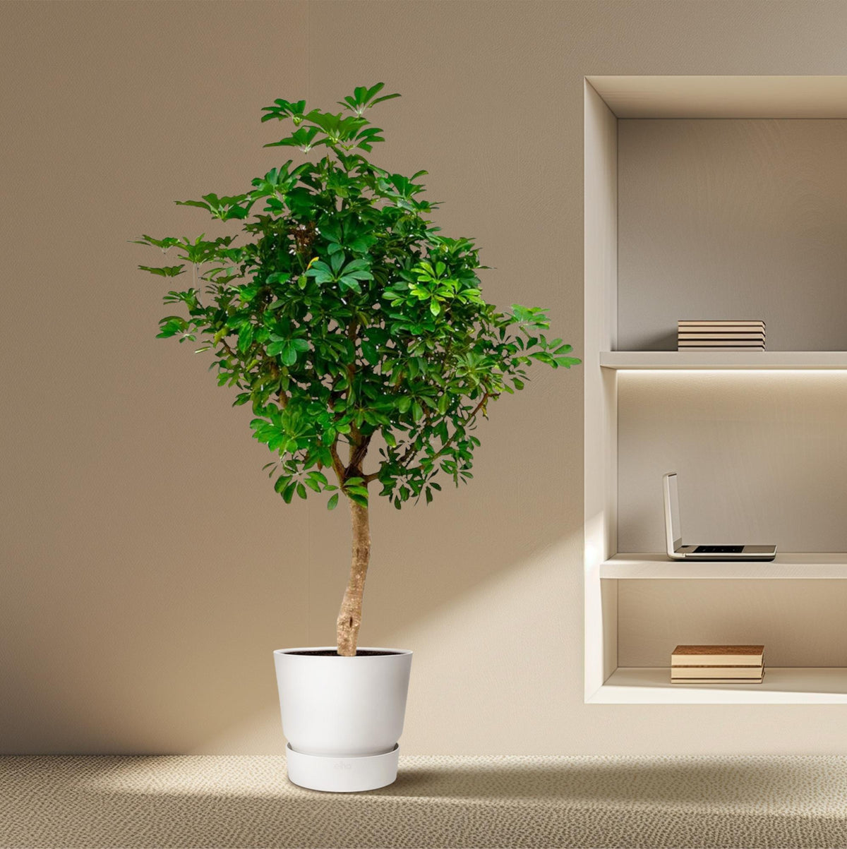Schefflera op stam (vingersboom) – Ø40 cm, 200 cm hoog