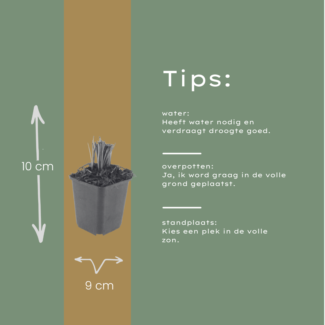 Liatris spicata (liatris à ombelle) – 12 plantes, Ø9 cm, 10–25 cm de haut – photo 6