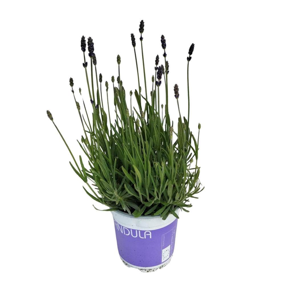 Lavendel Lavandula Hidcote Blue Blau – Ø12 cm, 20 cm hoch