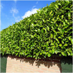 Prunus laurocerasus 'Novita' (cherry laurel) – 6 plants, 25 cm high