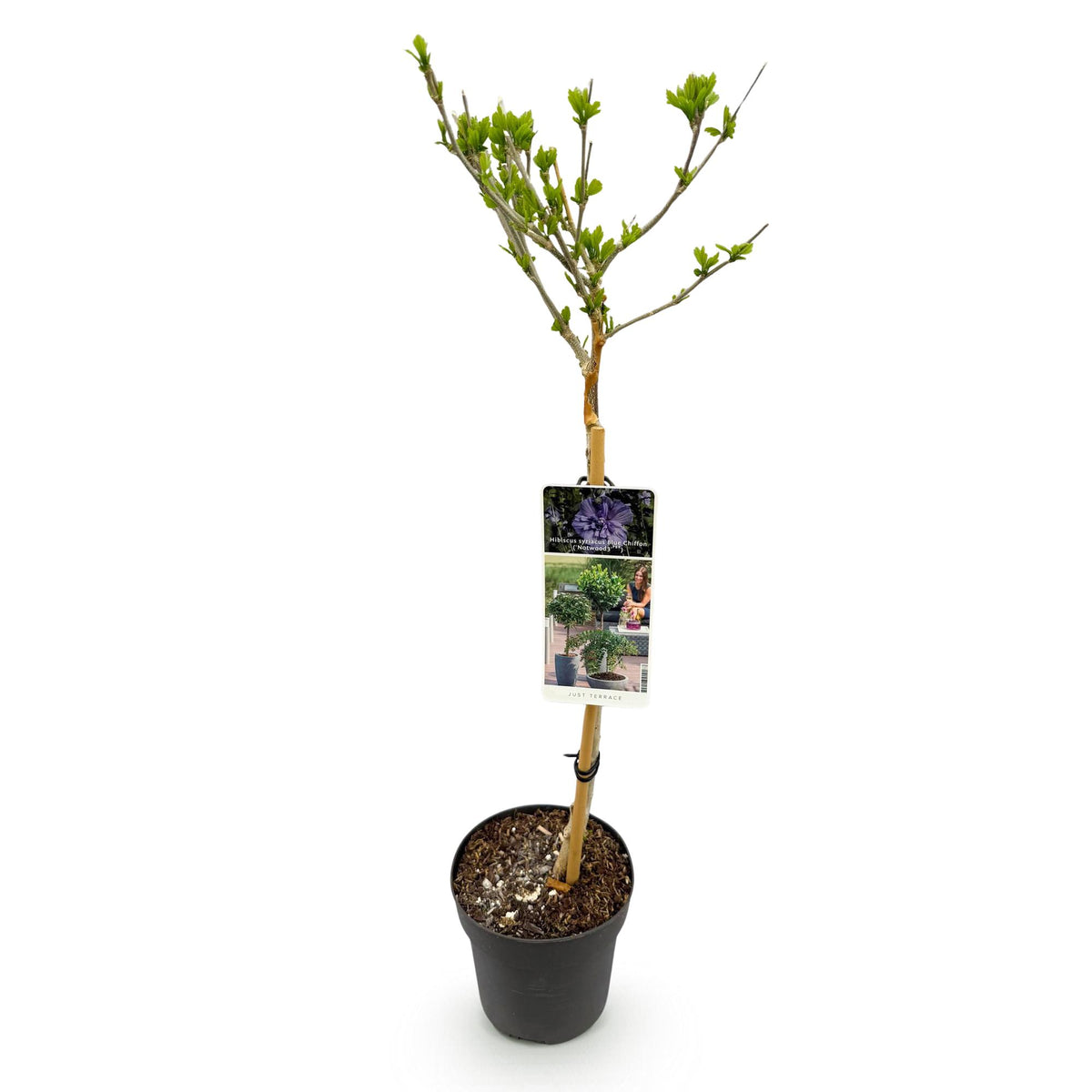 Hibiscus syriacus 'Blue Chiffon' (tuinhibiscus) op stam – Ø19 cm, 90 cm hoog