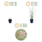 Miscanthus sinensis 'Morning Light' (miscanthus) – 6 plantes, Ø11 cm, 15–25 cm de haut