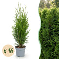 Thuja occidentalis 'Smaragd' (arbre de vie) – 16 plants, Ø9 cm, 20–30 cm de haut