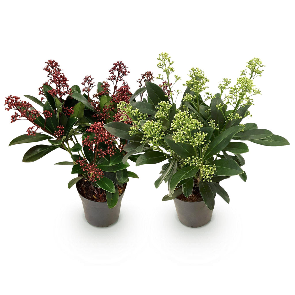 Skimmia japonica 'Duo' – blanc-rouge – 2 plantes, Ø11 cm, 25 cm de haut – photo 2
