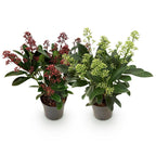 Skimmia japonica 'Duo' – blanc-rouge – 2 plantes, Ø11 cm, 25 cm de haut