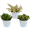 Crassula-Mix (Jade-Pflanze) im weißen Topf – Ø 11 cm, 21 cm hoch