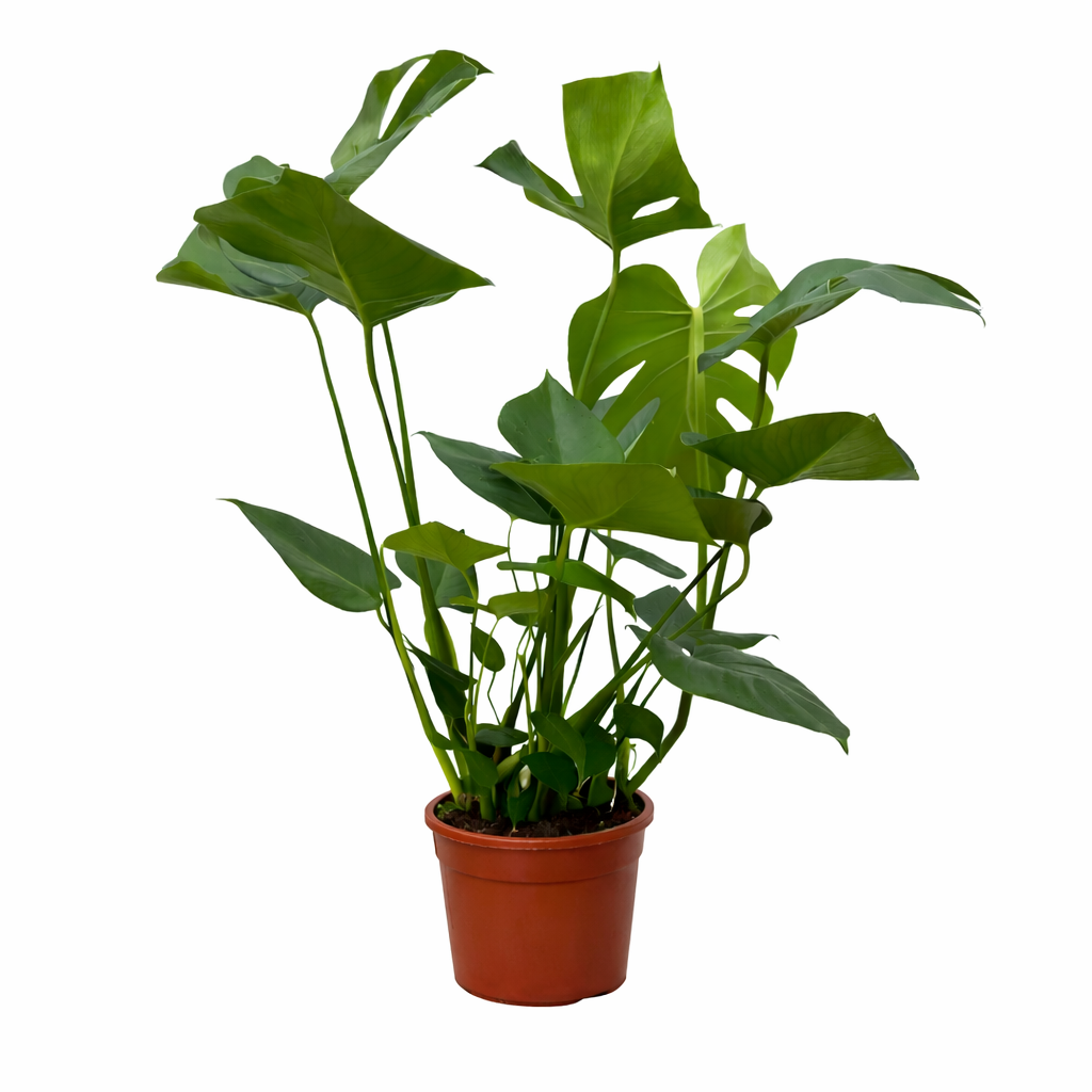 Monstera (gatenplant) – Ø17 cm, 70 cm hoog