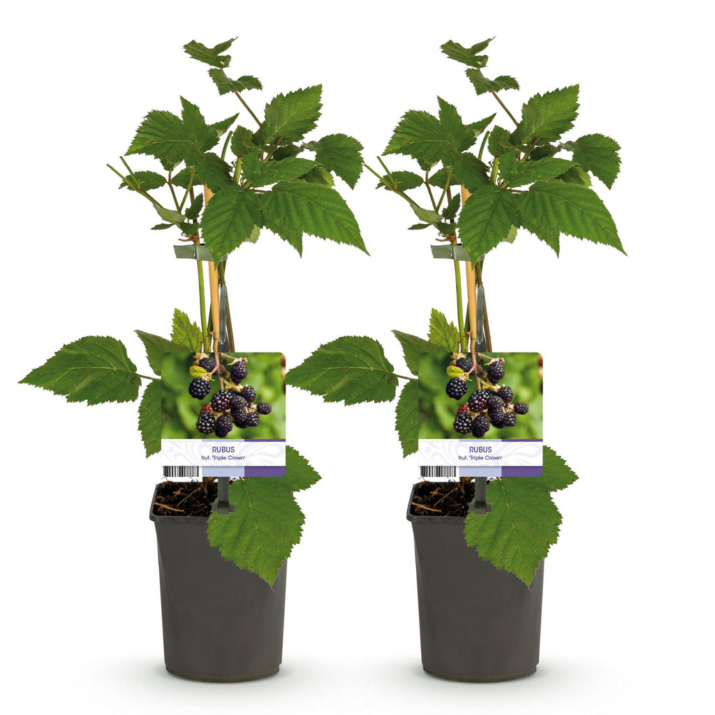 Rubus fruticosus 'Triple Crown' (zwarte braam) – 2 planten, Ø11 cm, 40 cm hoog – foto 2