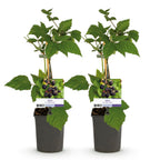 Rubus fruticosus 'Triple Crown' (zwarte braam) – 2 planten, Ø11 cm, 40 cm hoog