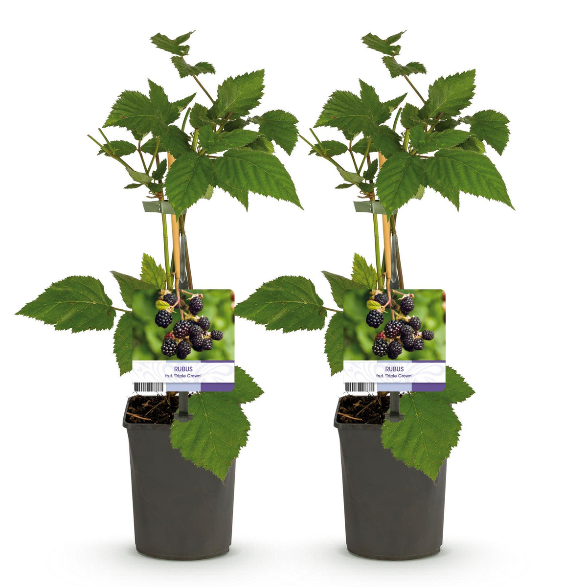 Rubus fruticosus 'Triple Crown' (zwarte braam) – 2 planten, Ø11 cm, 40 cm hoog – foto 2