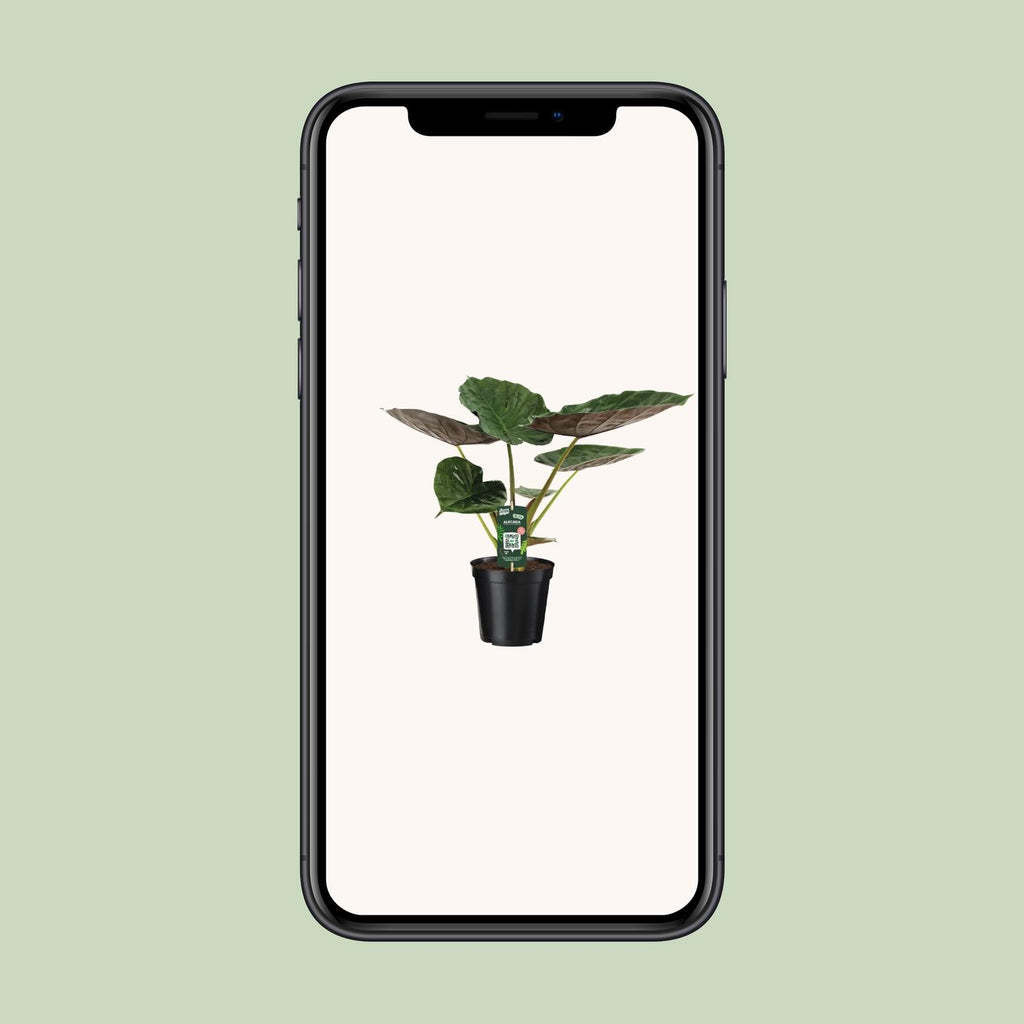Alocasia Wentii (elefantøre) – Ø19 cm, 70 cm høj