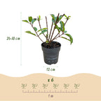 Hydrangea panniculata 'Living Little Rosy' (hortensia paniculé) – rose – 3 plantes, Ø12 cm, 20–30 cm de haut