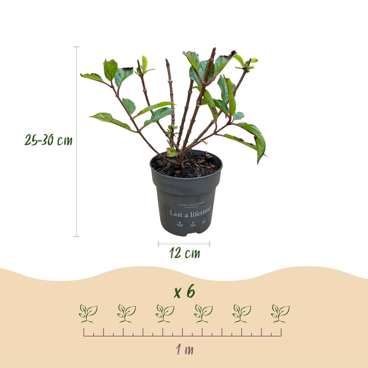 Hydrangea panniculata 'Living Little Rosy' (pluimhortensia) – roze – 3 planten, Ø12 cm, 20–30 cm hoog