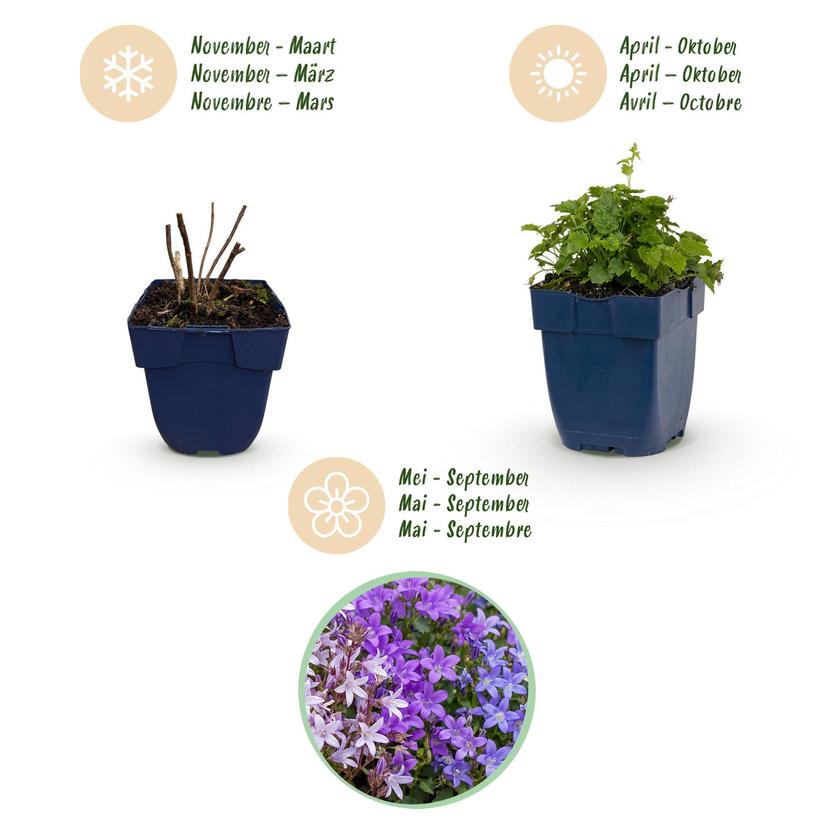 Campanula portenschlagiana 'Tricolour' (perzikbladklokje) – paars-roze-wit – 24 planten, Ø11 cm, 15–25 cm hoog