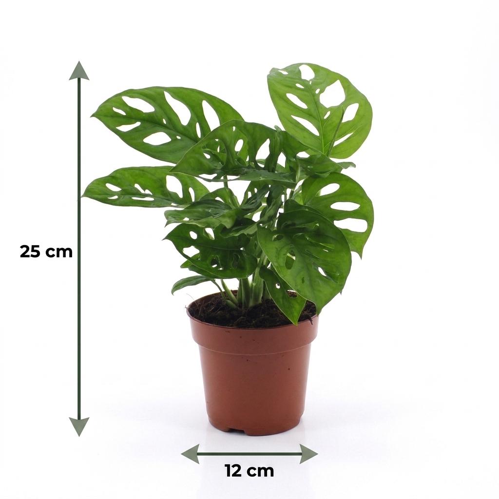 Monstera adansonii (Mini-Monstera) – Ø 12 cm, 25 cm hoch – Bild 5