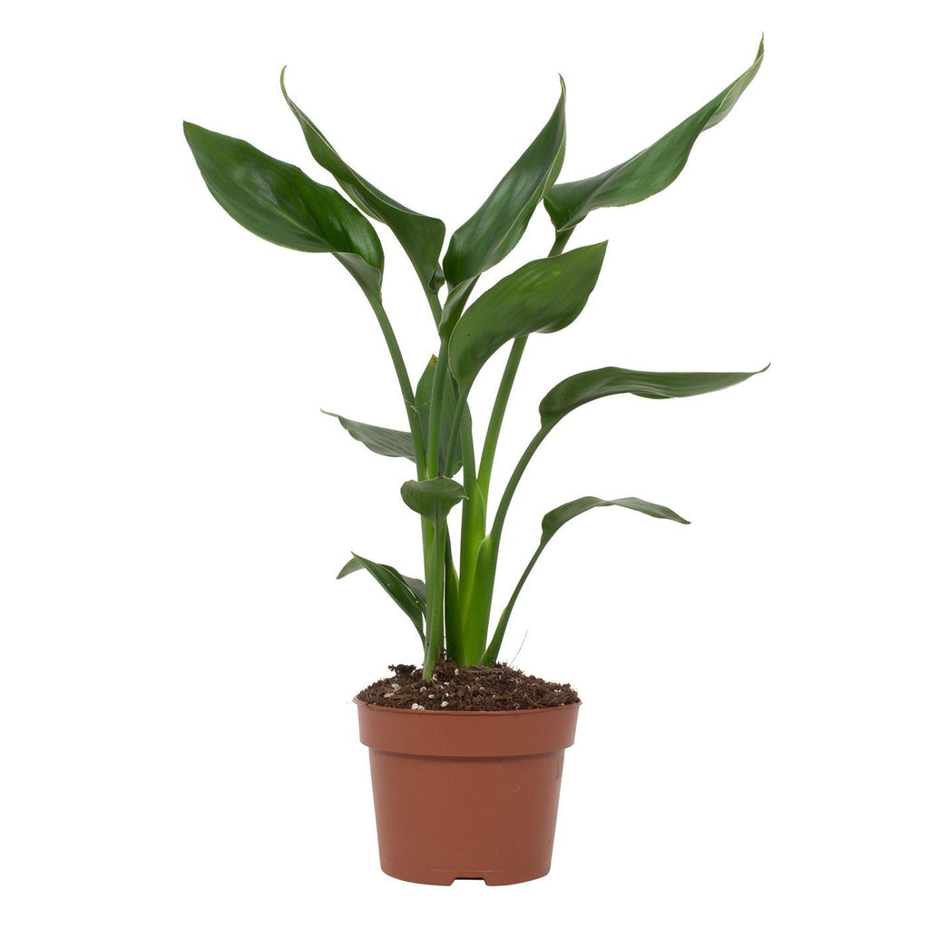 Strelitzia reginae (Paradiesvogelblume) – Ø 12 cm, 35 cm hoch – reginae