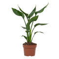 Strelitzia reginae (Paradiesvogelblume) – Ø 12 cm, 35 cm hoch – reginae