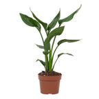 Strelitzia reginae (Paradiesvogelblume) – Ø 12 cm, 35 cm hoch – reginae