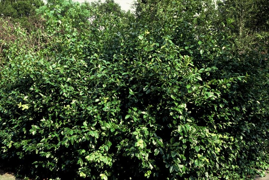 Euonymus fort. 'Coloratus' (burning bush) – 12 plants, Ø9 cm, 10–25 cm high