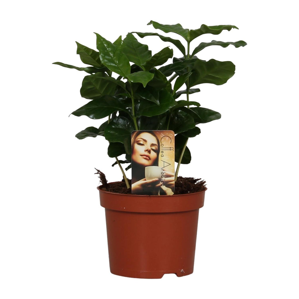 Coffea arabica (kaffeplante) – Ø12 cm, 25 cm høj