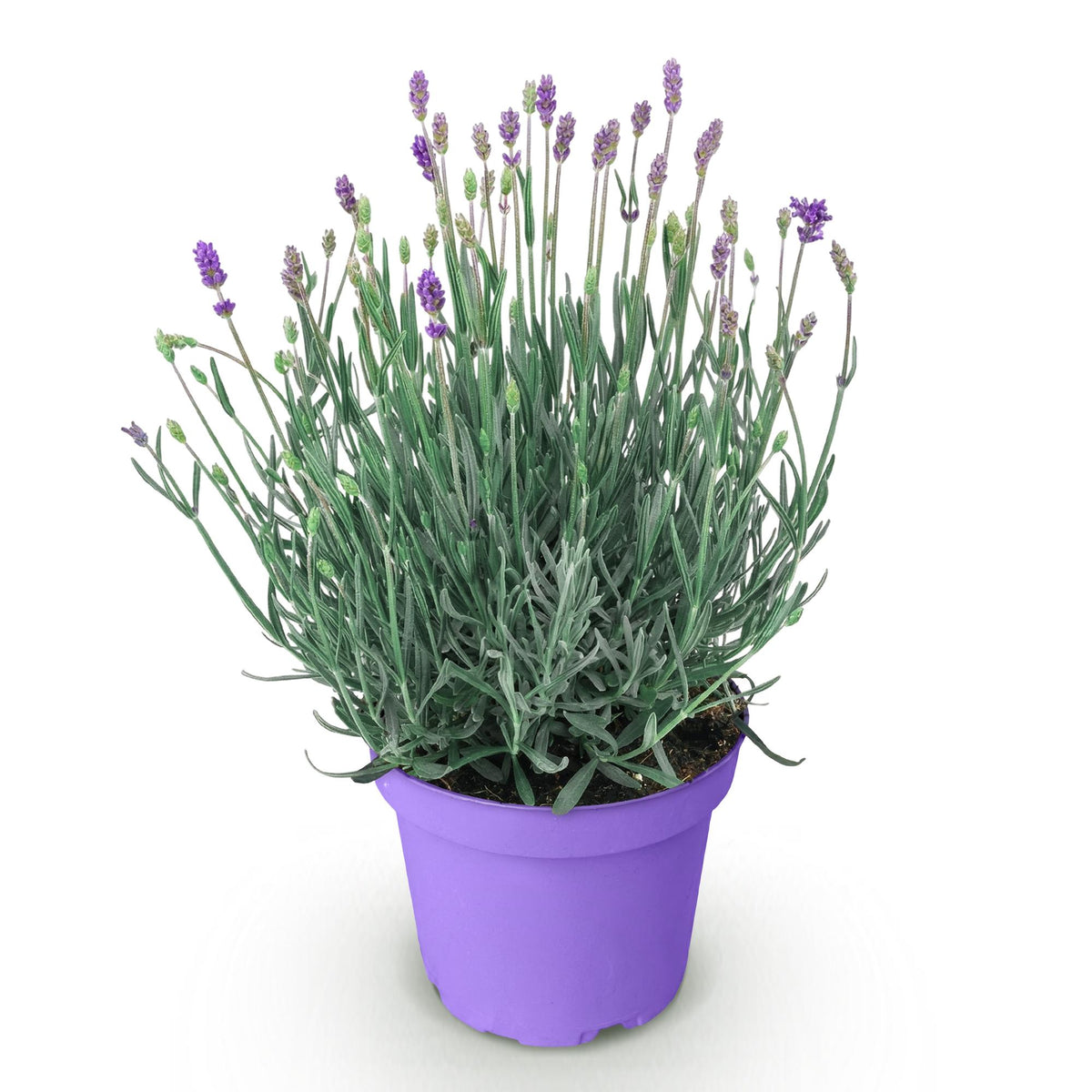 Lavandula angustifolia 'Munstead' (lavendel) – paars – Ø12 cm, 15–25 cm hoog