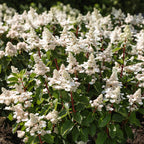 Hydrangea panniculata 'Living Infinity' (Rispenhortensie) – weiß – Ø12 cm, 20–30 cm hoch