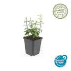 Euonymus fort. 'Harlequin' (burning bush) – 24 plants, Ø9 cm, 10–25 cm high