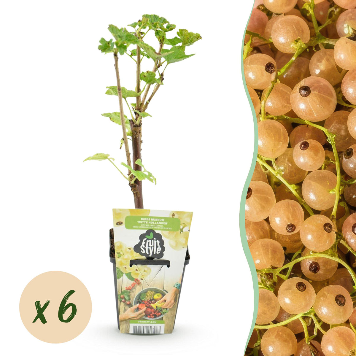 Ribes rubrum 'Hollander' (arbuste à baies) – 6 plants, Ø9 cm, 35 cm de haut