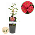 Rosa 'Salmon Queen' (grimpier) – rose clair – 2 plants, Ø11 cm, 40 cm de haut