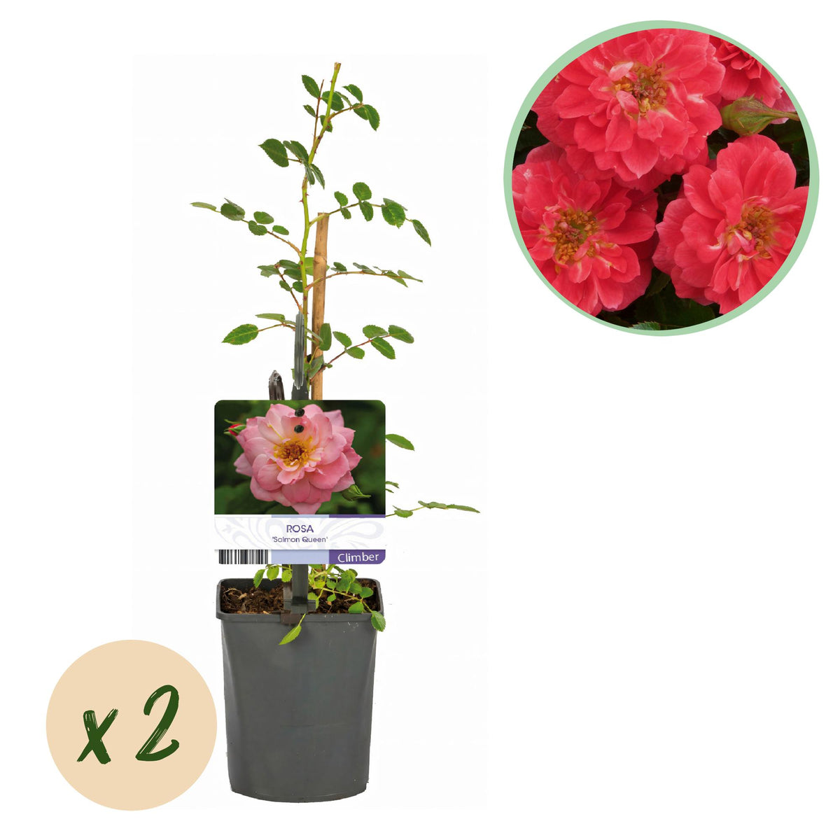 Rosa 'Salmon Queen' (grimpier) – rose clair – 2 plants, Ø11 cm, 40 cm de haut