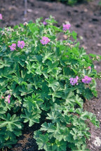 Geranium cantabrigiense 'Cambridge' (Storkenblume) – 6 Pflanzen, Ø9 cm, 10–25 cm hoch