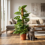 Abe-maske (Monstera) – Ø19 cm, 90 cm høj