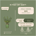 Ilex crenata 'Jenny' (Japanese holly) – 24 plants, Ø12 cm, 20 cm high